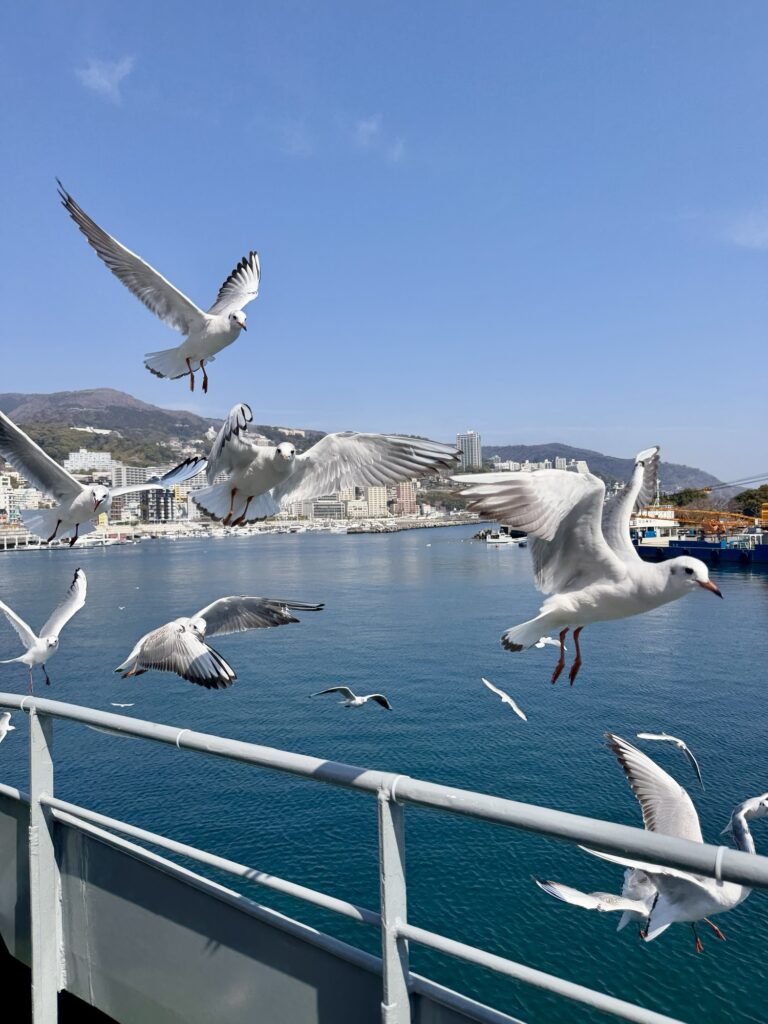 熱海のゆりかもめ